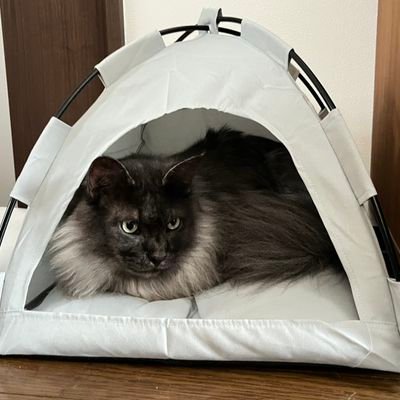 sylchama's profile picture. a player of PvP social media.