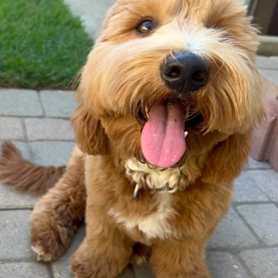 karadoglady28's profile picture. 