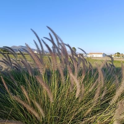 arreglomusic's profile picture. 