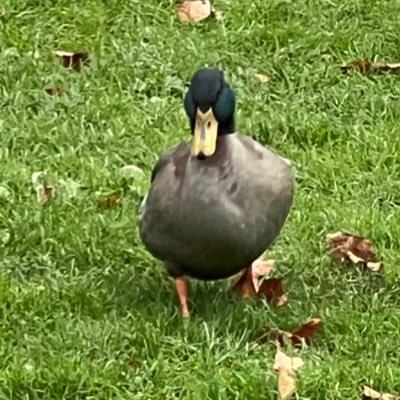 andrewhylam's profile picture. a wandering duck