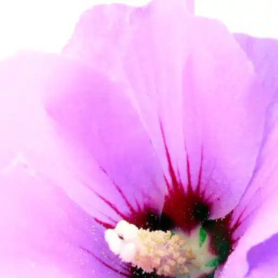 nuitscoreennes's profile picture. Nuits coréennes #Kcontent #kdramas #kpop #korea pop culture coréenne ❤️ 
한국어를 좋아해요 
https://t.co/lK2wRu92Mp