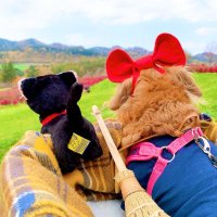 mugi's Vlog 北海道ʕ•ᴥ•ʔ🐾 (@neiro200707222) 's Twitter Profile