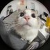 Kata (@kittythemeow11) Twitter profile photo Kata (@kittythemeow11) Twitter profile photo