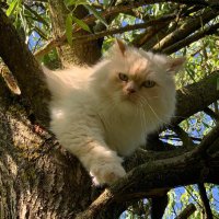 Simba and the buddies (@simbaandbuddies) 's Twitter Profile