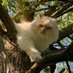 Simba and the buddies (@simbaandbuddies) Twitter profile photo Simba and the buddies (@simbaandbuddies) Twitter profile photo