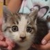 保護猫ボランティア見習い (@p5ylle6okt1636) Twitter profile photo 保護猫ボランティア見習い (@p5ylle6okt1636) Twitter profile photo