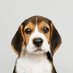 HealthyPawsPet (@healthypawspet) Twitter profile photo HealthyPawsPet (@healthypawspet) Twitter profile photo