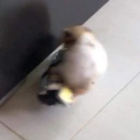 มะนิ้ว🐹 (@mtothemiwk) 's Twitter Profile