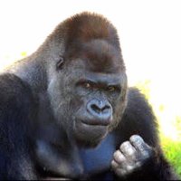 タツ (@is0nagk) 's Twitter Profile