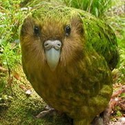 sssuumo's profile picture. 何もしたくありません。やーいおまえむーしょく。 Aegagropila linnaei ██████ 身内@suumo_key