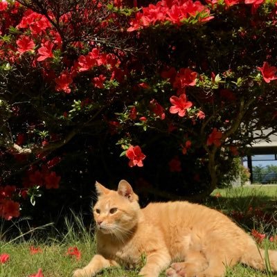 danuja128150's profile picture. 猫🐈‍⬛🐈と美味しい食べ物🥘が好きです。主に好きなものについてツイートします。よろしくお願いします。