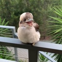 titanota (@titanota_geo) 's Twitter Profile