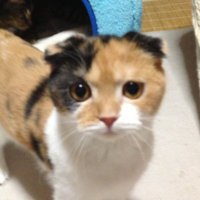 🐶🐱 マロン 🐱🐶 (@za010405861) 's Twitter Profile Photo