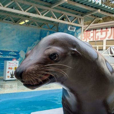 beautyhope_k's profile picture. リポスト❌🙇‍♀️
東北サファリパーク好き😊病みやすくストレス溜めやすい性格😰ヘッダーは赤ちゃん時代のホワイト🦁イチゴ🍓アイコンはカリフォルニアアシカのトクちゃん 😊2022年1月〜すの担⛄2022年夏〜🛼HAF💙だったが、グループ解体によりBaetZ🎼へ。