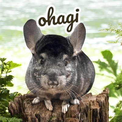 23.10.10🎂1歳のブラックエボニー(成長とともにグレー?)おとこのこと飼い主です。前のアカウントがなぜか使えず新たに作りました😭 無言フォロー失礼します💦 TikTok https://t.co/KgaGOqmjT3