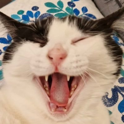 cest_le_Z's profile picture. 