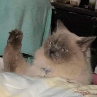 🧞♀️Fairy Fabulous 💅🌂🤷♀️ (@plutoisnothappy) 's Twitter Profile