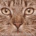 ้ๅฟๆๆฌฒ (@sm_cuckold) Twitter profile photo ้ๅฟๆๆฌฒ (@sm_cuckold) Twitter profile photo