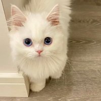 小さな雨のしずく💧🍀 (@ariesherlene) 's Twitter Profile