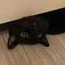 Black Cat (@agilerafael) Twitter profile photo Black Cat (@agilerafael) Twitter profile photo