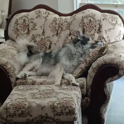 Just your average Keeshond... People also call me doofus dog as I can be a little crazy at times.