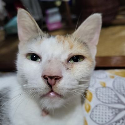 SaurabhReacts's profile picture. Nothing much. Just a wanna be memer trying to bring a smile on people's faces.

Parental Advisory Necessary 🤝