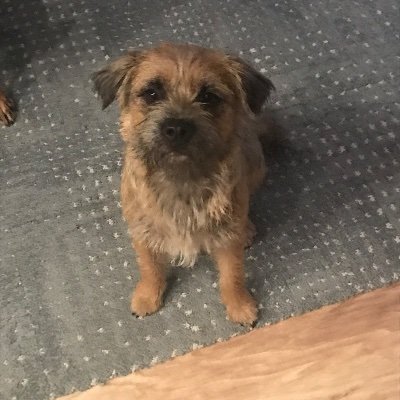 GommieSavage's profile picture. 