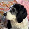 Kathlee26065261's profile picture. *Love God, husband, dogs, horses, cats.
* Trail runs, weight training, riding
*Constitutional conservative, Pro xx and xy.  
*Christian
NO DM's Please