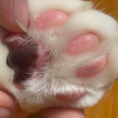 ぽんた/初回ﾘﾄﾘﾝ必読（当日手渡し未読◎）