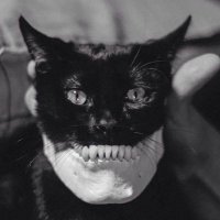 Black Cat (@zmeylem) 's Twitter Profile