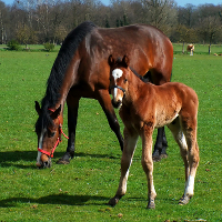 EquiMed Horse Health Matters is the place to go for horse and equine health information. health centers, blogs, health news and more!