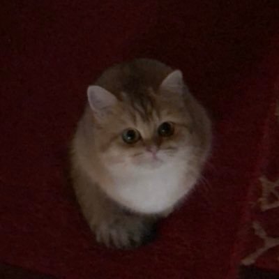 Rhodriquez1's profile picture. 