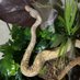 snek₿oy (@goodsnekboy) Twitter profile photo snek₿oy (@goodsnekboy) Twitter profile photo