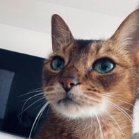 Chowt (@chowt9) 's Twitter Profile