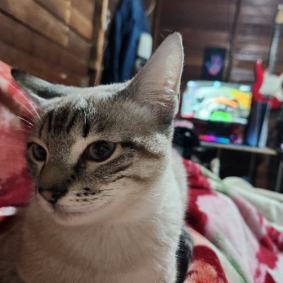 HeWinsInMonza_'s profile picture. Charles Leclerc apenas.