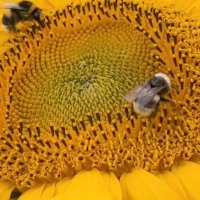 Donna Carolan (@donnacarolan4) 's Twitter Profile
