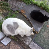田舎猫#れいわ新選組 推し (@inakaneko_psw) 's Twitter Profile Photo 田舎猫#れいわ新選組 推し (@inakaneko_psw) 's Twitter Profile Photo