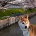 cutedog🍓🌺 (@cutepetti) Twitter profile photo cutedog🍓🌺 (@cutepetti) Twitter profile photo