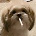 Dweeb Supreme™️ (@whalesupreme1) Twitter profile photo Dweeb Supreme™️ (@whalesupreme1) Twitter profile photo
