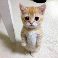 idk || 🌿 (@imjayart) 's Twitter Profile Photo