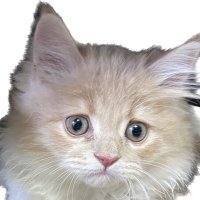 石埼学 (@ishizakinyaon) 's Twitter Profile