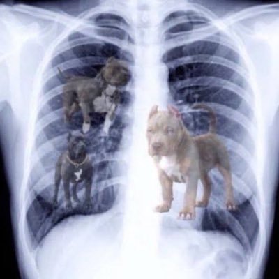 dingoboyo's profile picture. Footy, Keeper Leagues and FPL 🥶