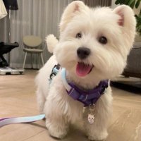 妻夫木桜 (@1cektkpnmk2drcr) 's Twitter Profile
