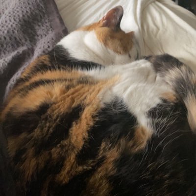 @Genesis_Smash | He/Him | Retro Game Collector