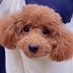 Momose (@u_u_momose) Twitter profile photo Momose (@u_u_momose) Twitter profile photo