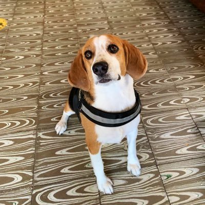 lcManuelF's profile picture. Tio de Jose Nelson y Ana Lucía.