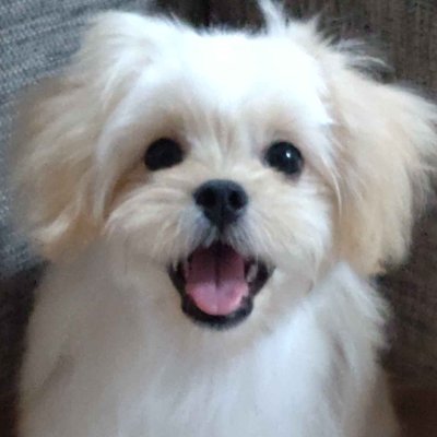 LilyDogCH's profile picture. ペキプー（ペキニーズ×トイプードル）の女の子『リリー』の暮らしを不定期に投稿していきます。
