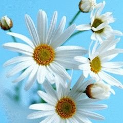 Rahim_Hamid20's profile picture. November 1st 1988