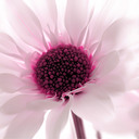 Tamara Byrne - @MalieTheBee - Twitter