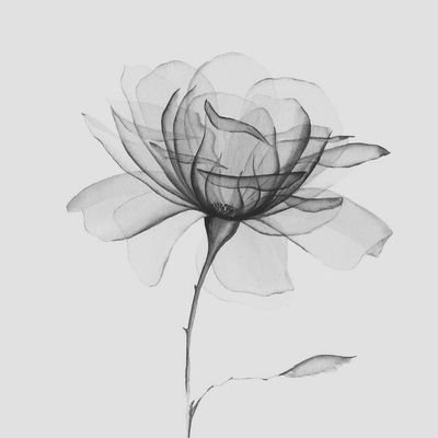 iGhaida_1's profile picture. @noon__quraan @Quran_xspaces